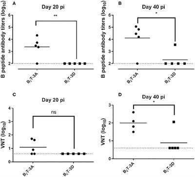 Immunogenicity of a Dendrimer B2T Peptide Harboring a T-Cell Epitope From FMDV Non-structural Protein 3D